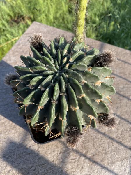 Echinopsis obrepanda weiss